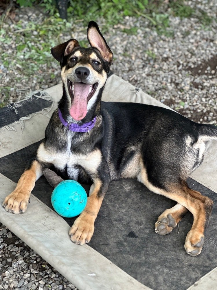 adoptable Dog in Elmsford, NY named Danish