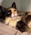 adoptable Cat in elmsford, NY named Coquette