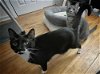 adoptable Cat in elmsford, NY named Giuseppe & Gia **Courtesy Post**