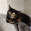 adoptable Cat in elmsford, NY named Doc