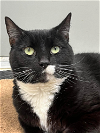 adoptable Cat in elmsford, NY named Pebbles