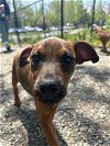 adoptable Dog in  named Pebble