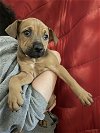 adoptable Dog in , NY named Eo