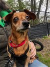 adoptable Dog in  named Hattie available 4/24