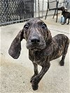 adoptable Dog in  named Athos