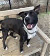 adoptable Dog in elmsford, NY named Max