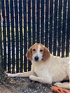 adoptable Dog in elmsford, NY named Venus