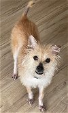 adoptable Dog in elmsford, NY named Pinky **Courtesy Post**