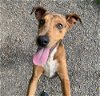 adoptable Dog in elmsford, NY named Hazel