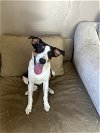 adoptable Dog in elmsford, NY named Ritz Cracker