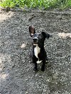 adoptable Dog in elmsford, NY named Garden