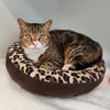 adoptable Cat in Elmsford, NY named AnnaBella