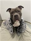 adoptable Dog in , NY named Dior **Courtesy Post**