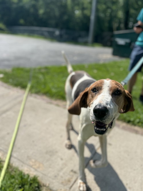 OLLIE - Treeing Walker Coonhound available for adoption