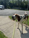 Ollie - Photo 3