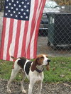 Ollie - Photo 4