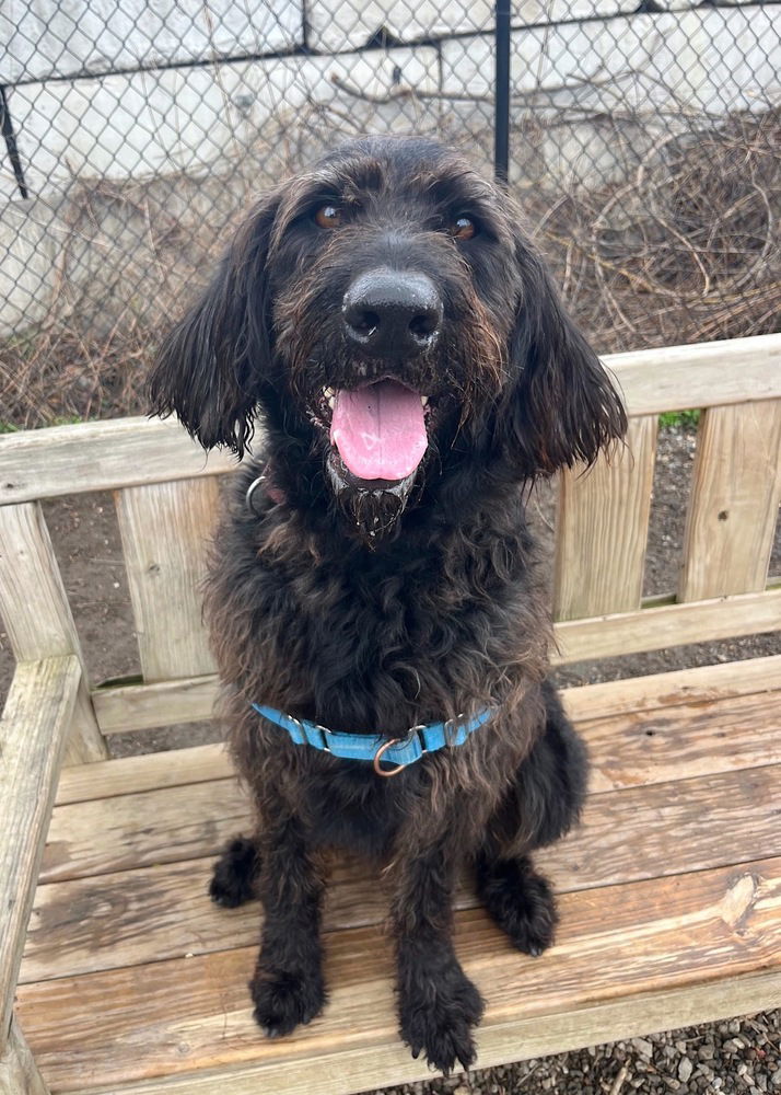 adoptable Dog in Elmsford, NY named Cash