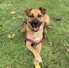 adoptable Dog in Elmsford, NY named Scarlett