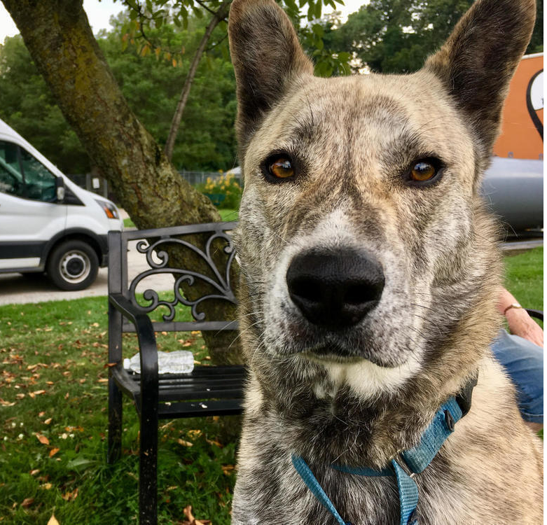 adoptable Dog in Elmsford, NY named Skywalker