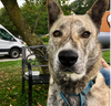 adoptable Dog in  named Skywalker