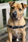 adoptable Dog in  named Banjo