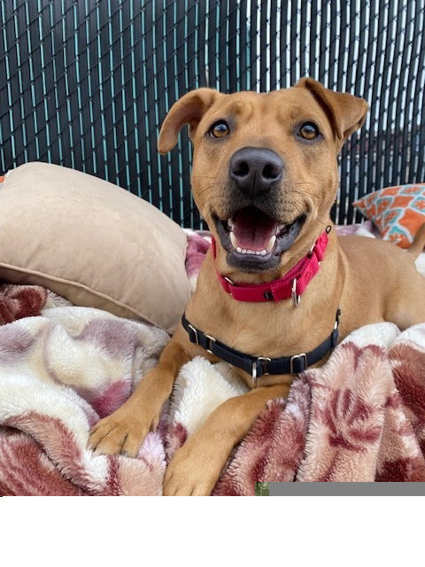 BANJO - Labrador Retriever available for adoption