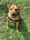 Banjo - Photo 2