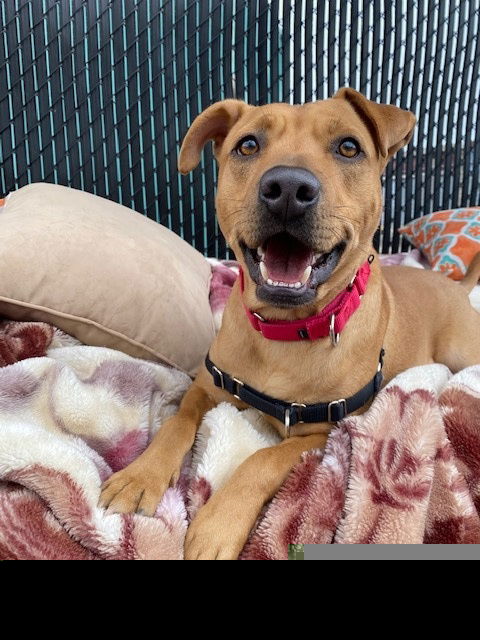 adoptable Dog in Elmsford, NY named Banjo