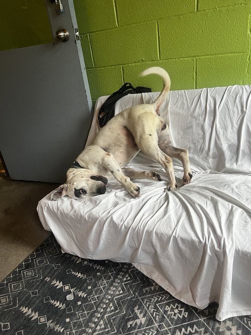 SMORES - American Staffordshire Terrier / Dalmatian available for adoption