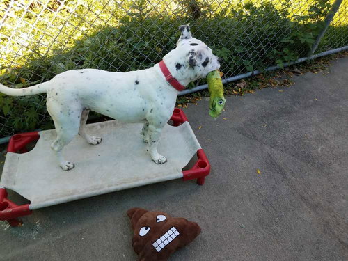 SMORES - American Staffordshire Terrier / Dalmatian available for adoption