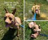 adoptable Dog in , NY named Destiny