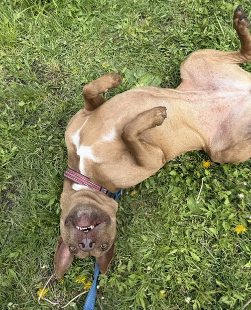 DESTINY - American Pit Bull Terrier / Italian Greyhound for adoption in Stamford