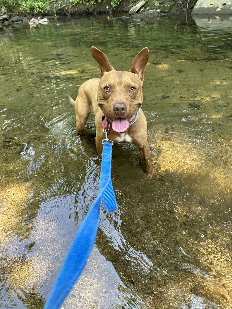 adoptable Dog in Elmsford, NY named Destiny