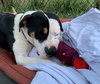 Rex - Photo 2