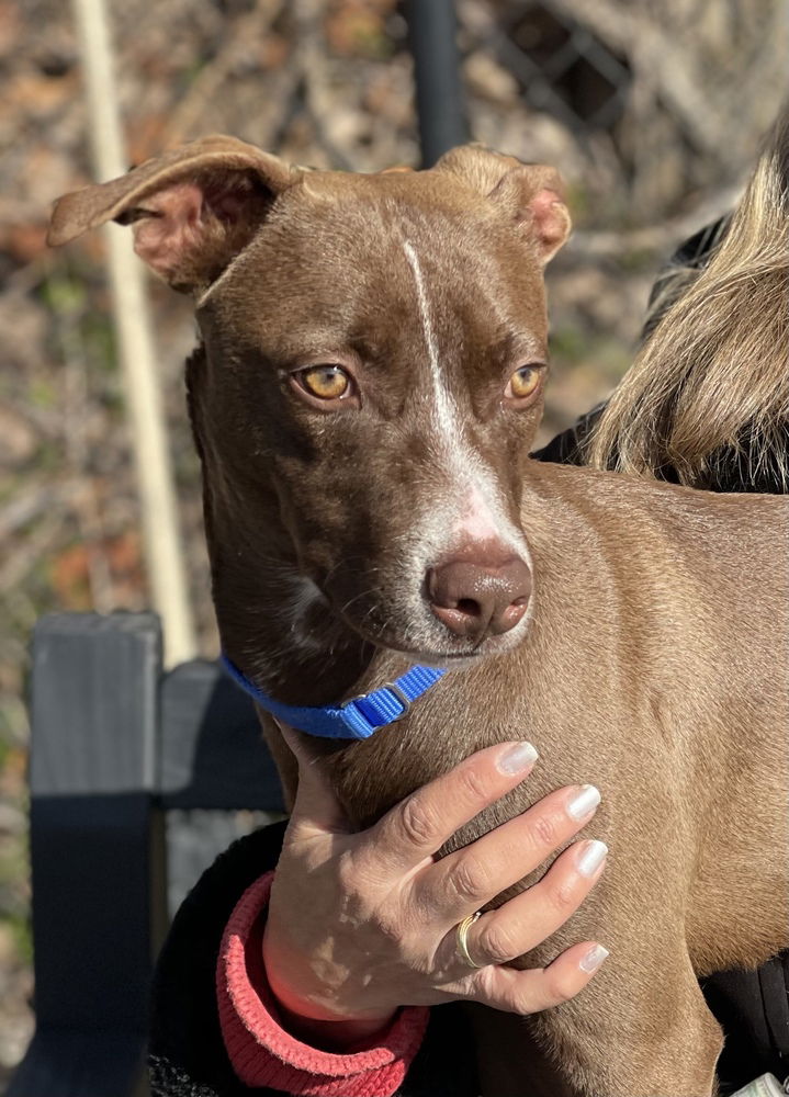 adoptable Dog in Elmsford, NY named Butternut squash