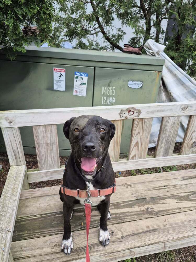 adoptable Dog in Elmsford, NY named Otis