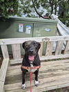 adoptable Dog in  named Otis