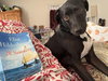 Otis - Photo 2