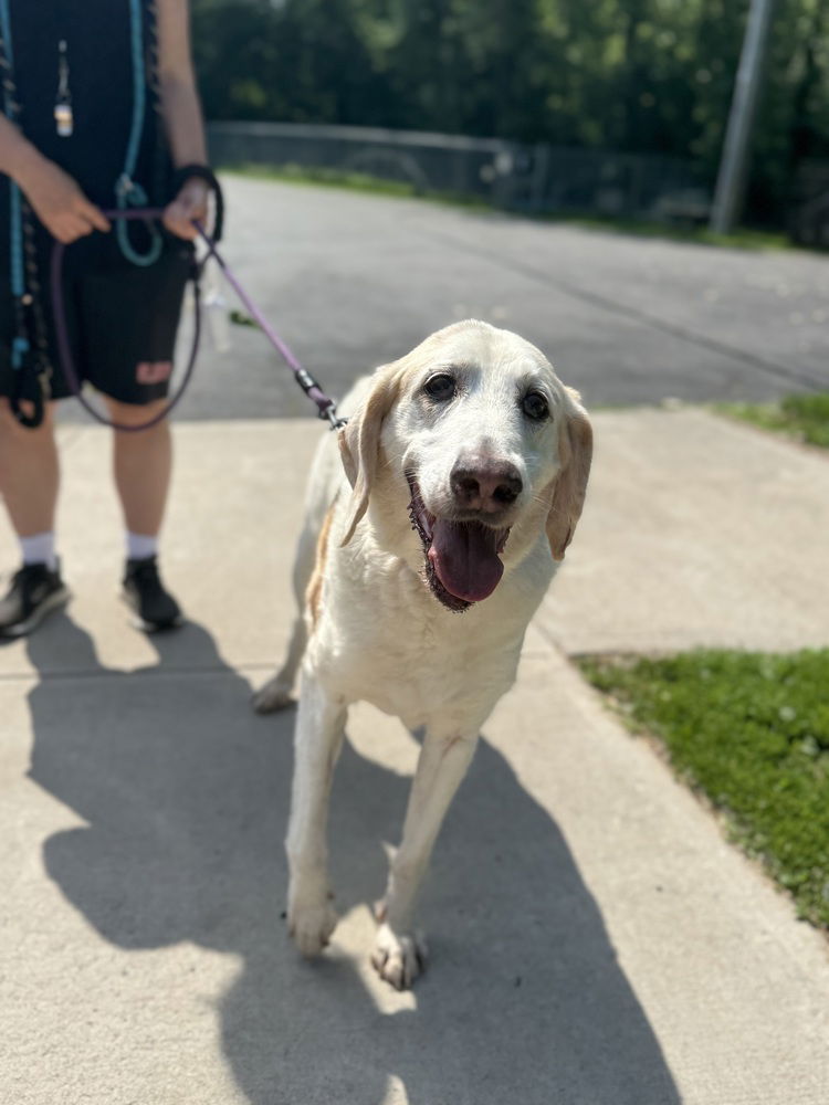 adoptable Dog in Elmsford, NY named Doug