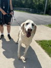 adoptable Dog in  named Doug