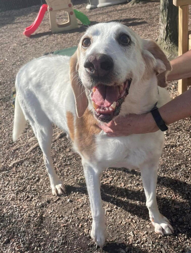 adoptable Dog in Elmsford, NY named Doug