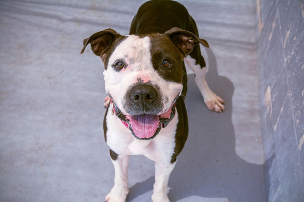 adoptable Dog in Elmsford, NY named Cowboy