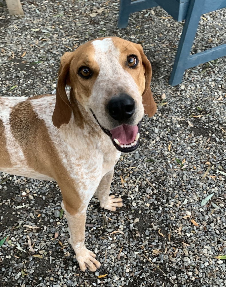 adoptable Dog in Elmsford, NY named Pecan