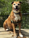 adoptable Dog in  named Harper
