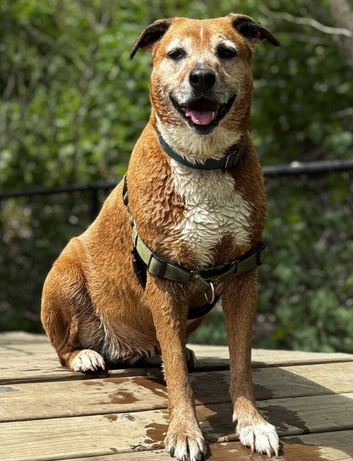 HARPER - Shepherd / Labrador Retriever available for adoption