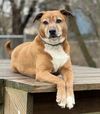 adoptable Dog in Elmsford, NY named Harper