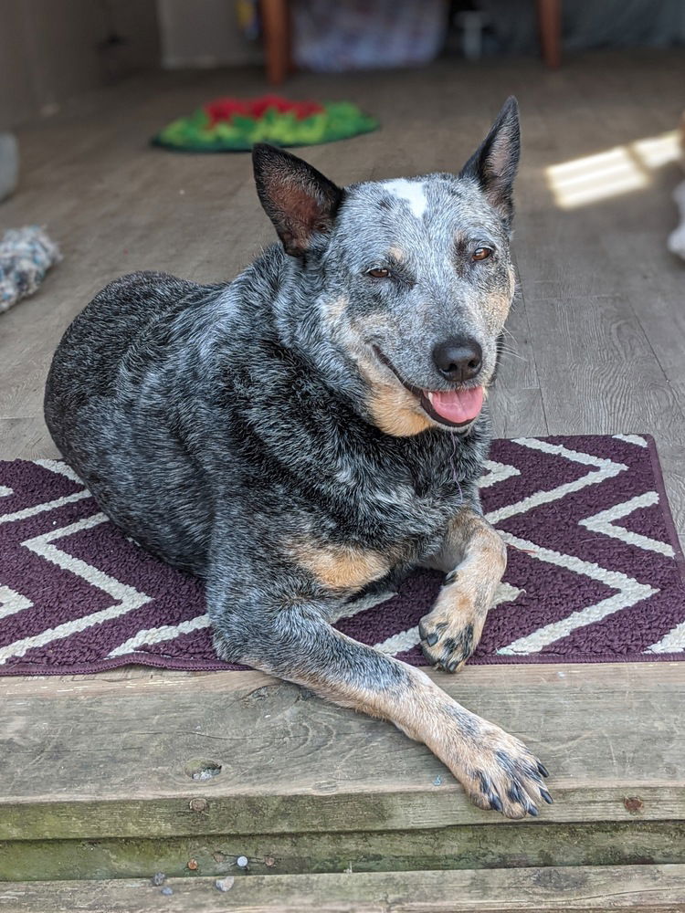 adoptable Dog in Elmsford, NY named Blossom