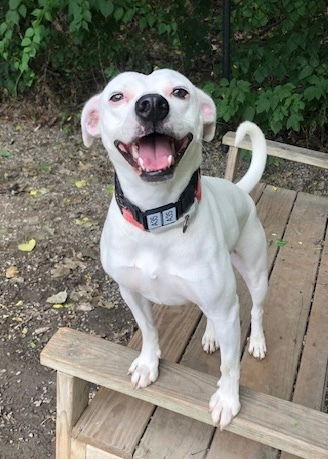adoptable Dog in Elmsford, NY named Kabocha