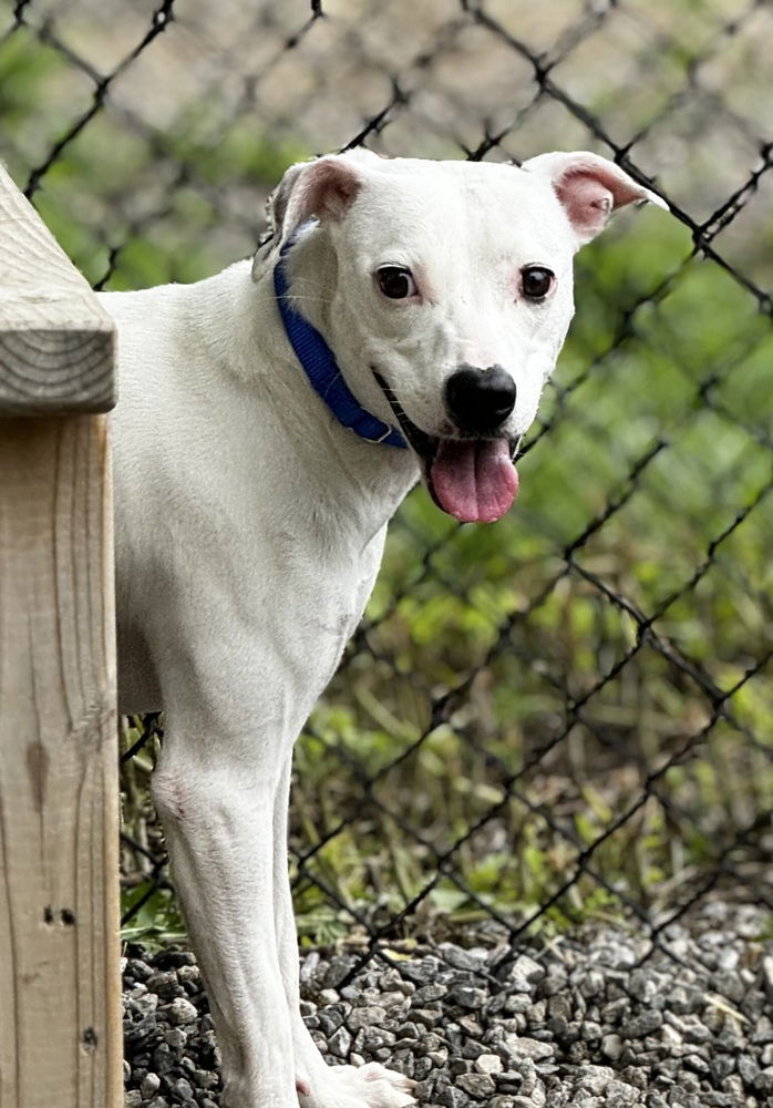 adoptable Dog in Elmsford, NY named Kabocha