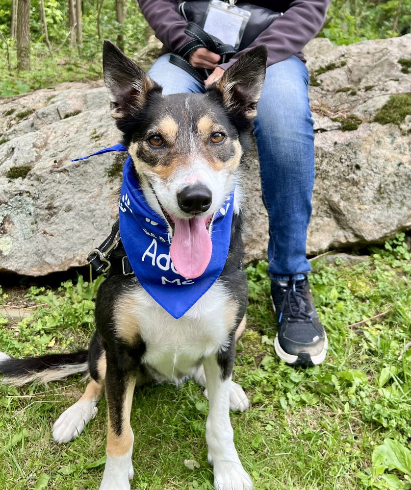 adoptable Dog in Elmsford, NY named Bella